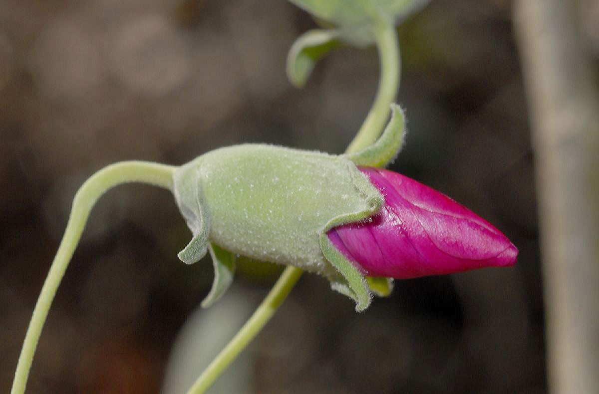 Malvaceae Lavatera assurgentiflora