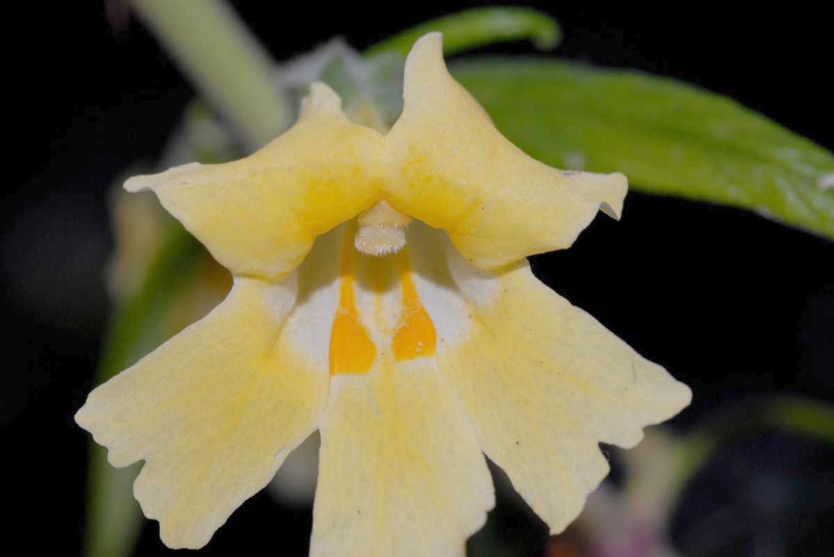 Phrymaceae Mimulus aurantiacus
