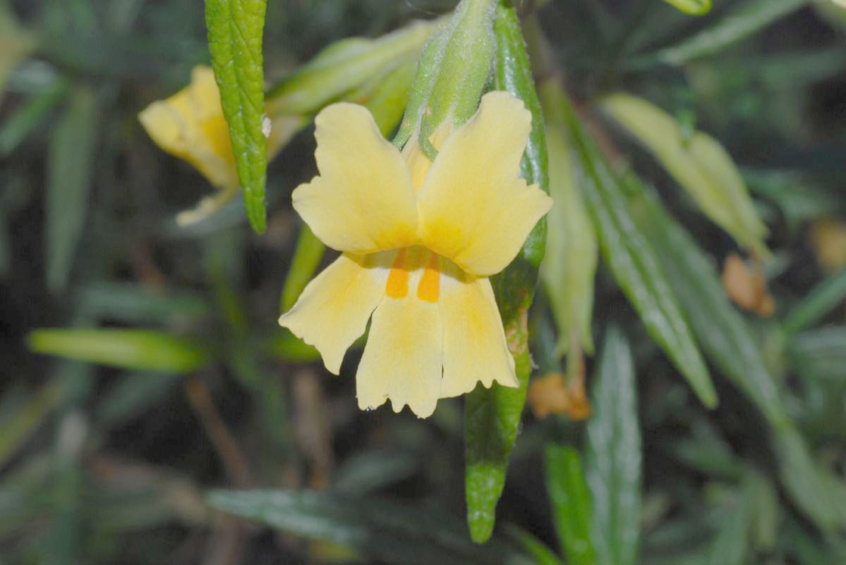 Phrymaceae Mimulus aurantiacus