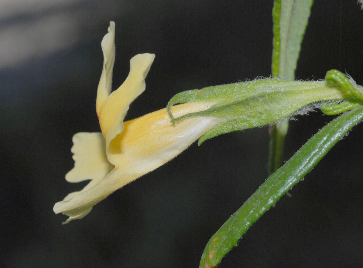 Phrymaceae Mimulus aurantiacus