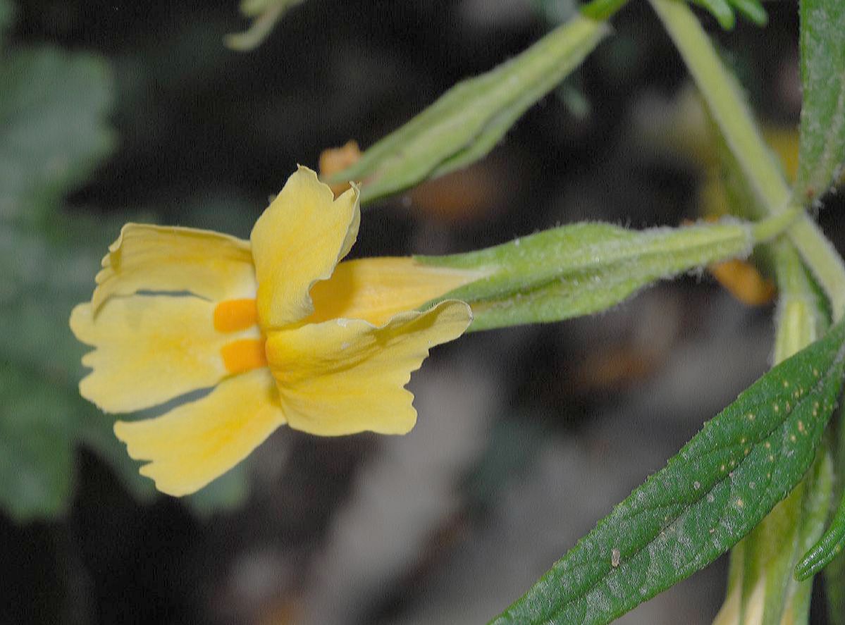 Phrymaceae Mimulus aurantiacus