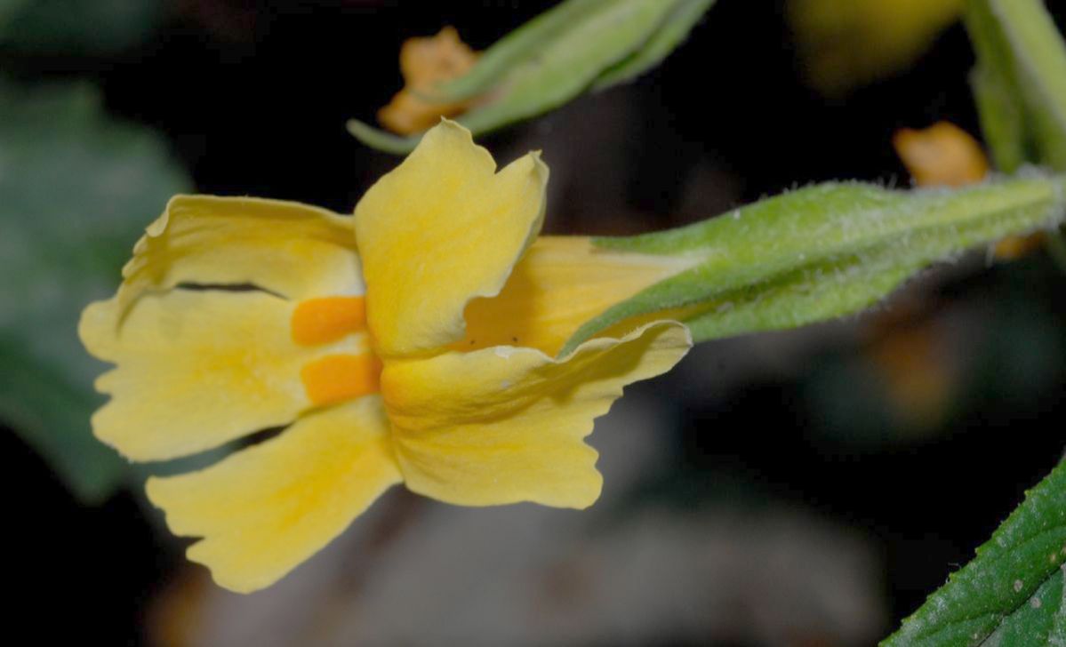 Phrymaceae Mimulus aurantiacus
