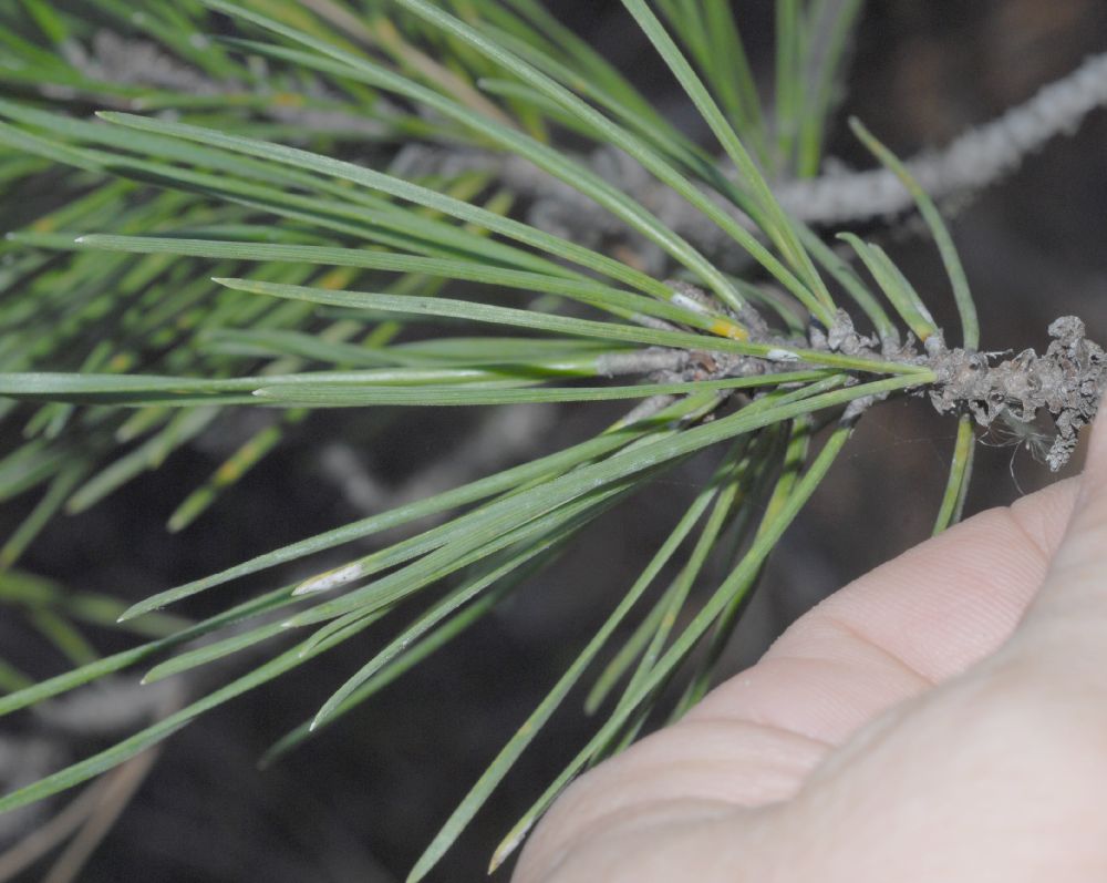 Pinaceae Pinus muricata