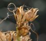 image of Penstemon heterophyllum