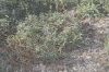 image of Penstemon heterophyllum