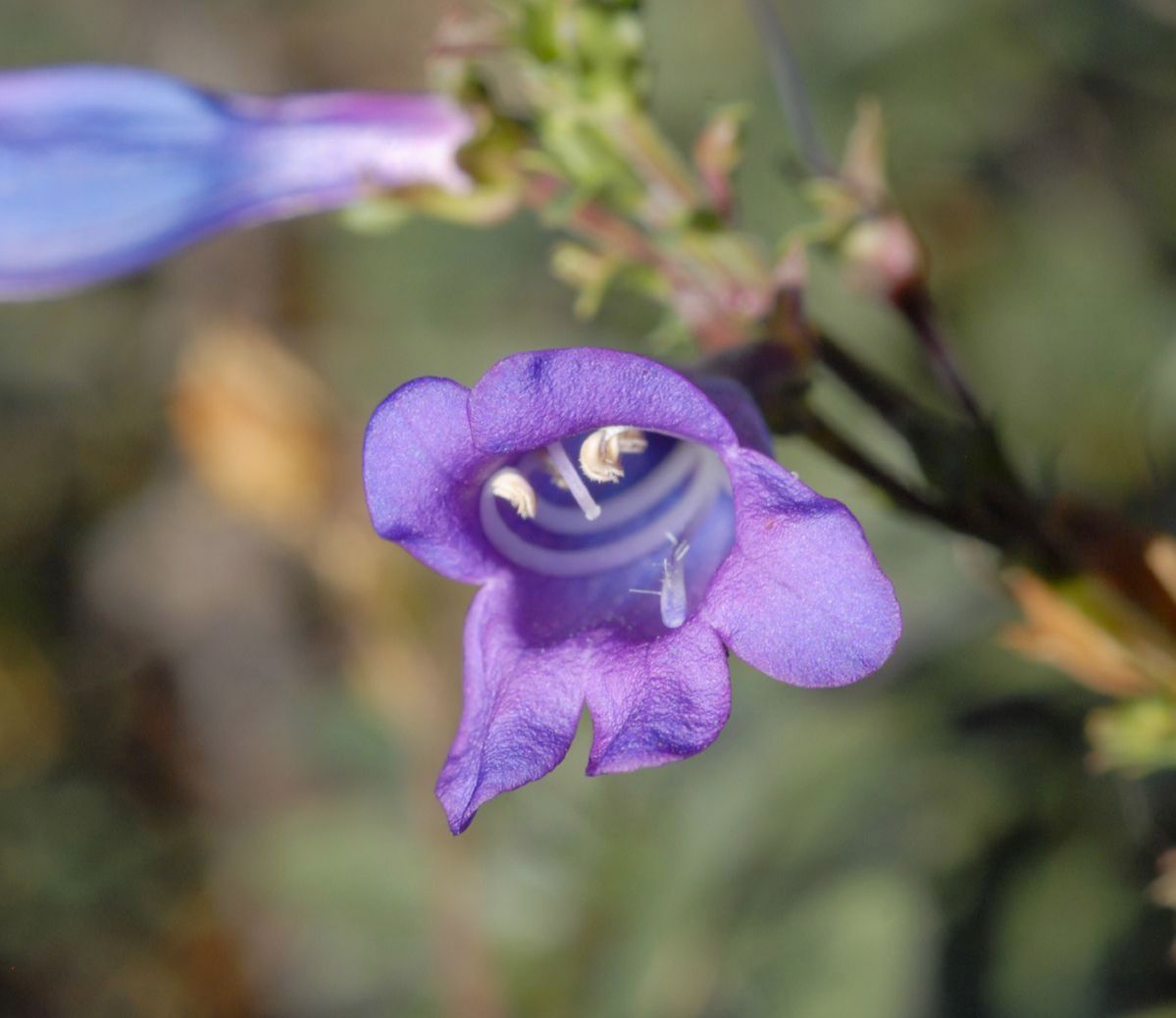 Plantaginaceae Penstemon heterophyllum