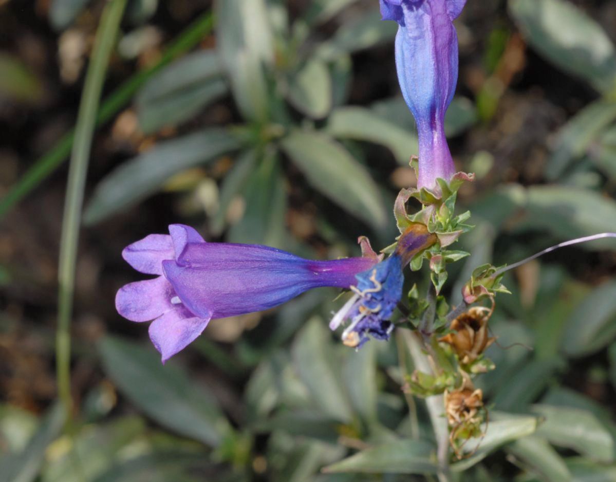 Plantaginaceae Penstemon heterophyllum