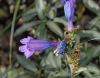 image of Penstemon heterophyllum