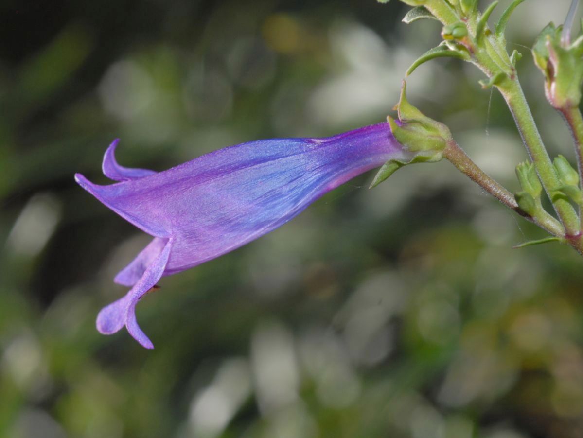 Plantaginaceae Penstemon heterophyllum