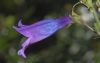 image of Penstemon heterophyllum