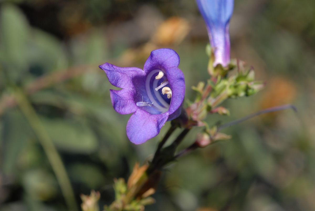 Plantaginaceae Penstemon heterophyllum