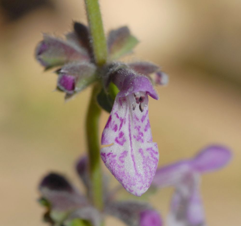 Plantaginaceae Penstemon procera