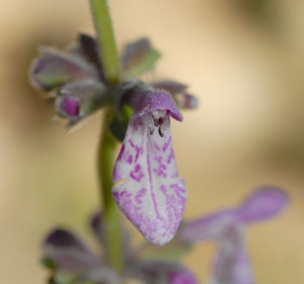 Plantaginaceae Penstemon procera