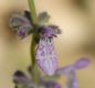 image of Penstemon procera