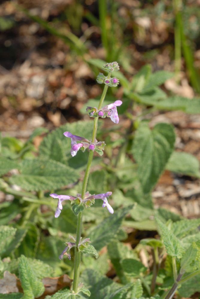 Plantaginaceae Penstemon procera