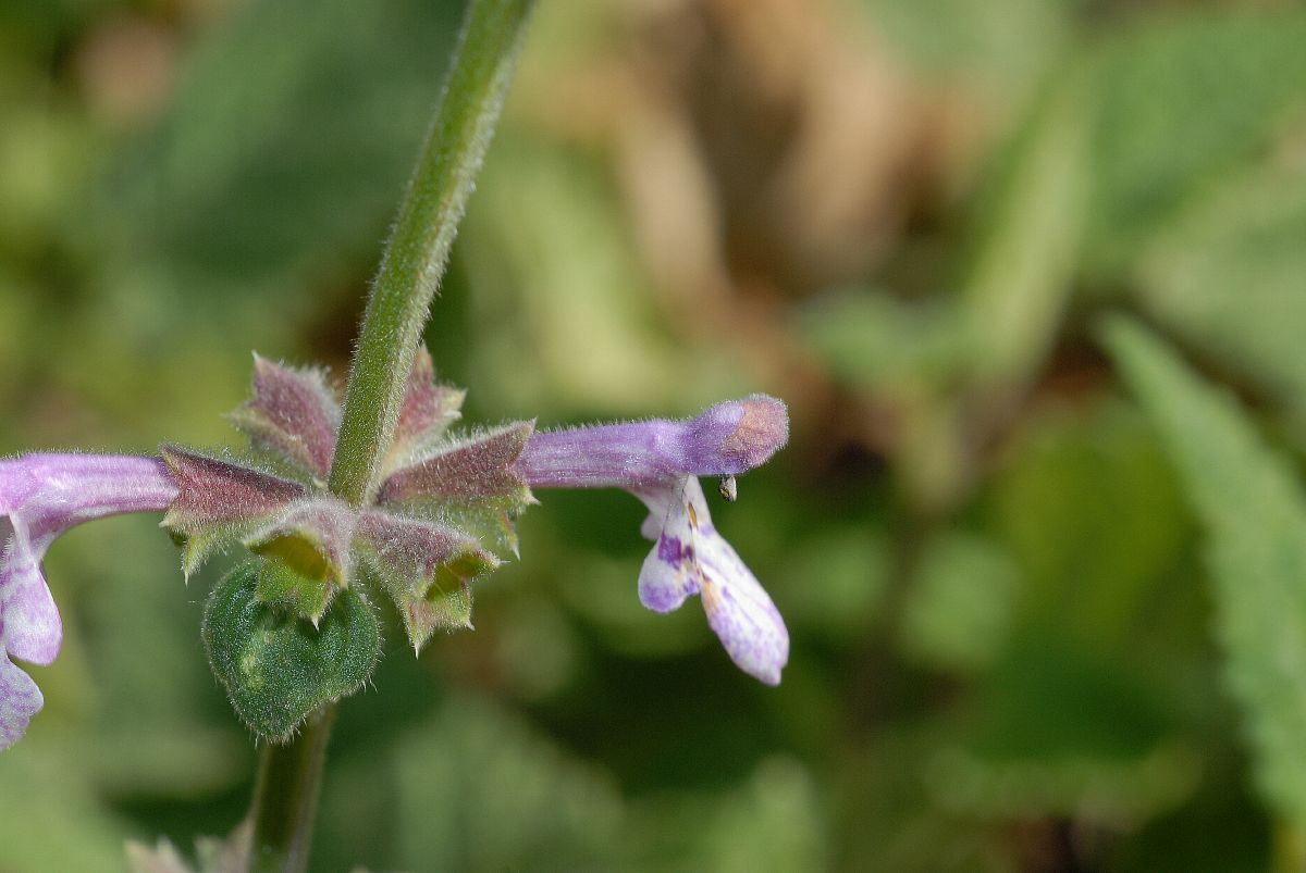 Plantaginaceae Penstemon procera