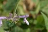 image of Penstemon procera