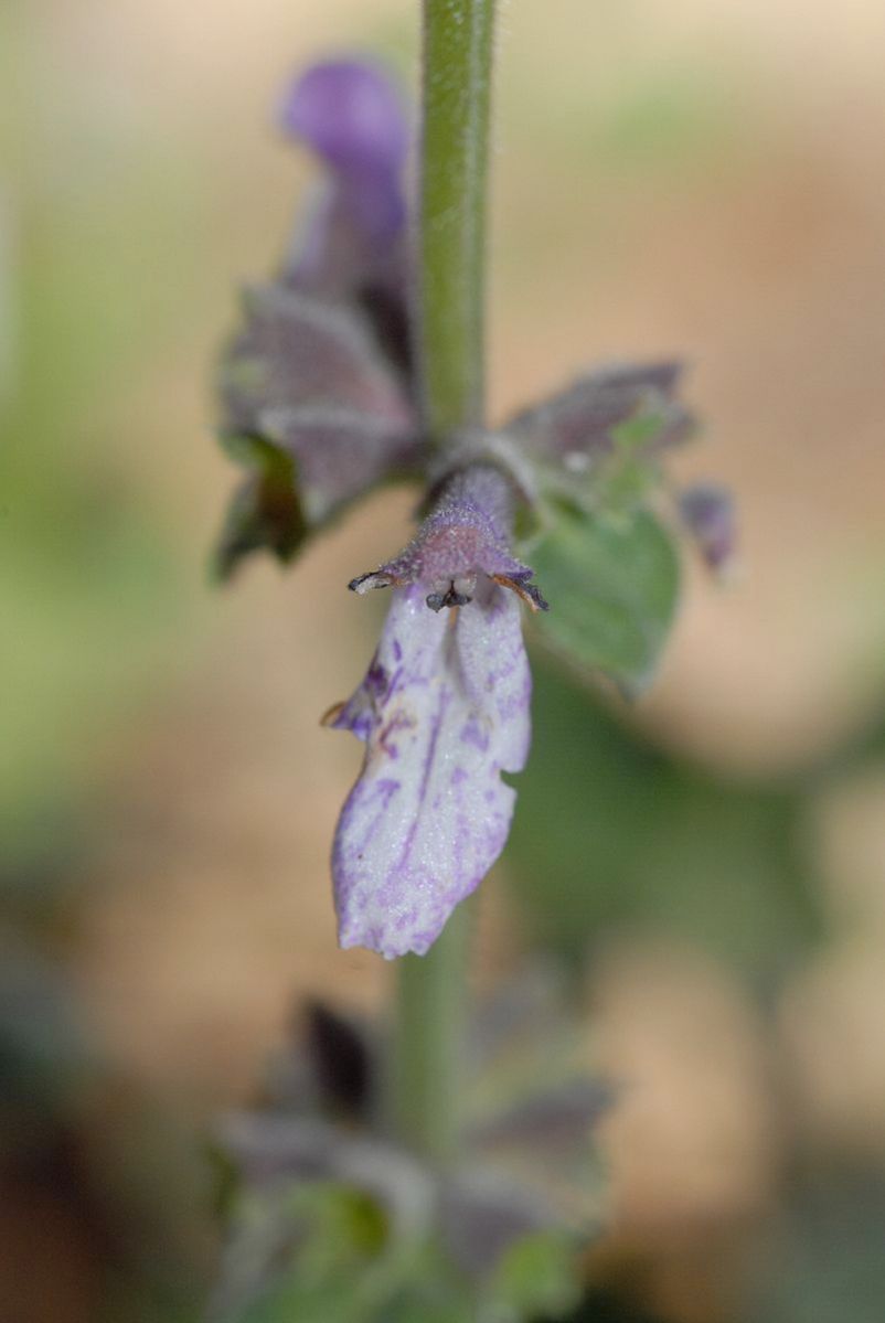 Plantaginaceae Penstemon procera