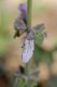 image of Penstemon procera