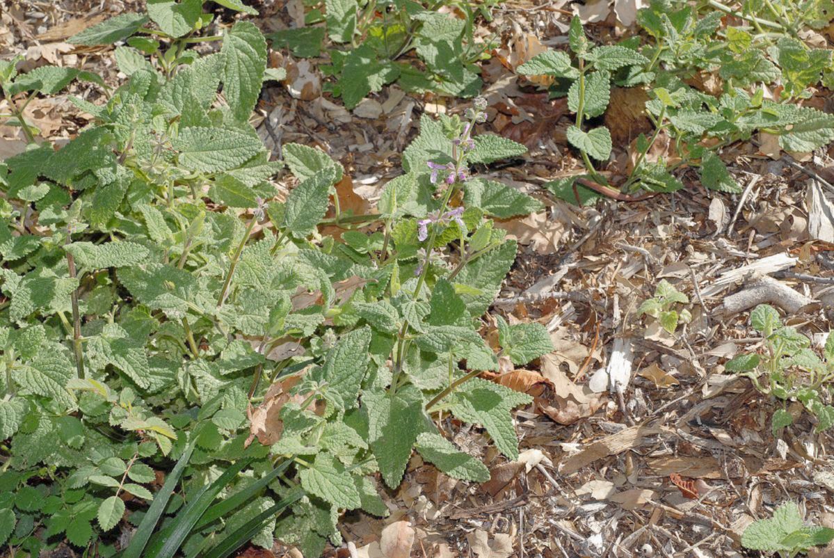 Plantaginaceae Penstemon procera