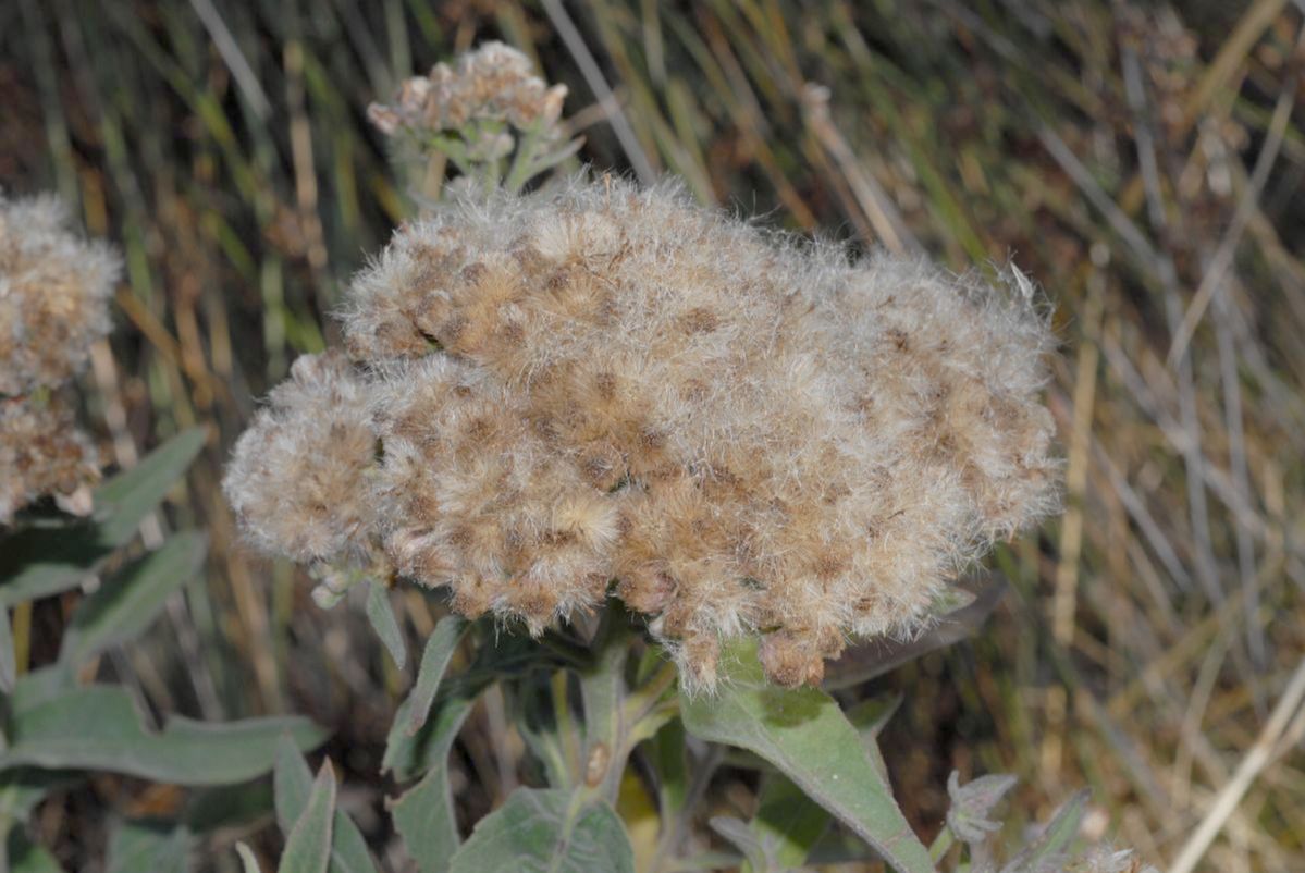 Asteraceae Pluchea odorata