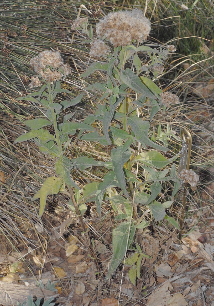 Asteraceae Pluchea odorata
