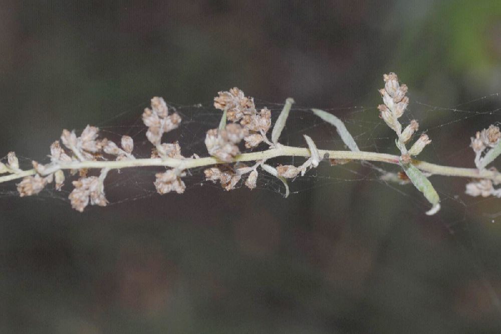 Lamiaceae Satureja douglasii