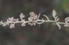 image of Satureja douglasii