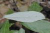 image of Satureja douglasii