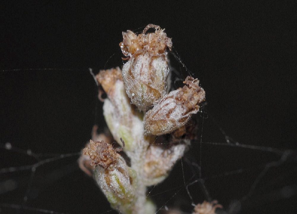 Lamiaceae Satureja douglasii