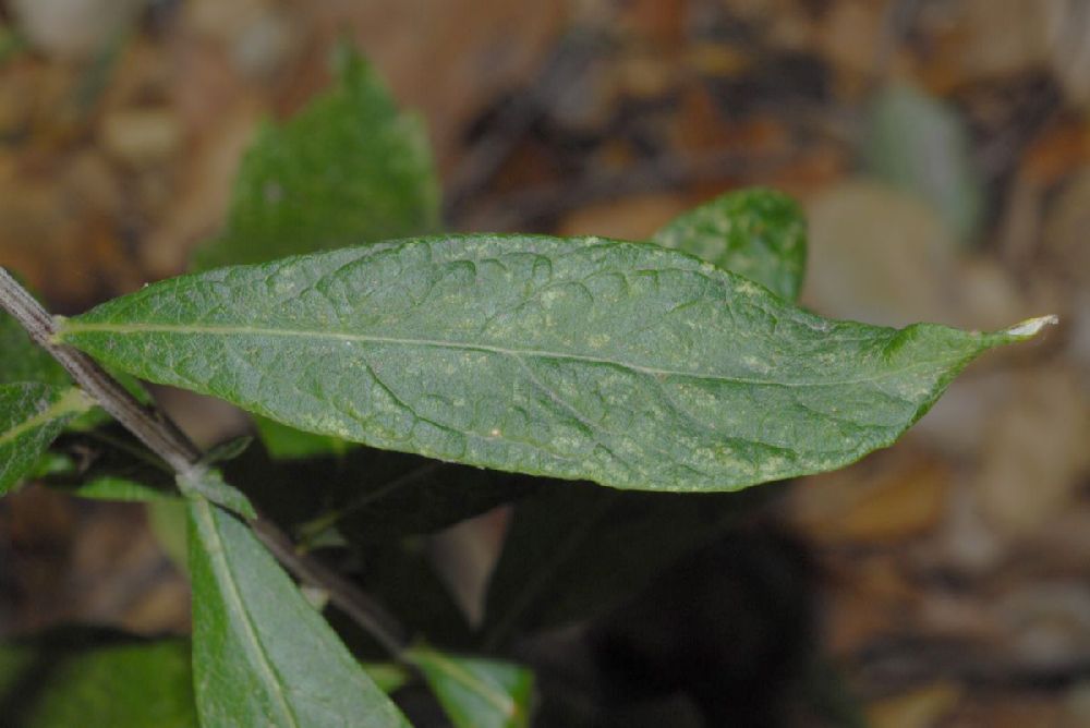 Lamiaceae Satureja douglasii