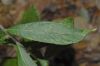 image of Satureja douglasii