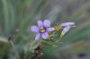 image of Sisyrinchium bellum