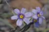 image of Sisyrinchium bellum