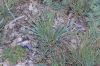 image of Sisyrinchium bellum