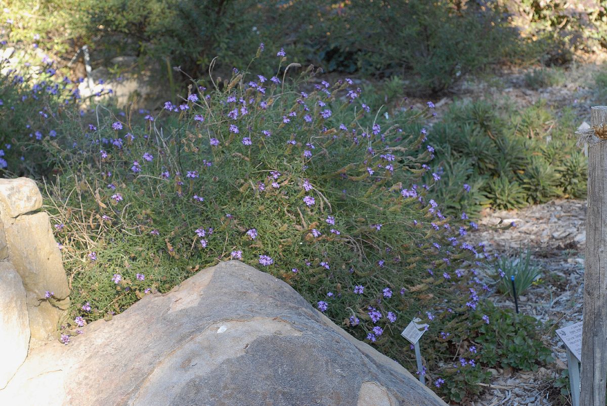 Verbenaceae Verbena lilacina