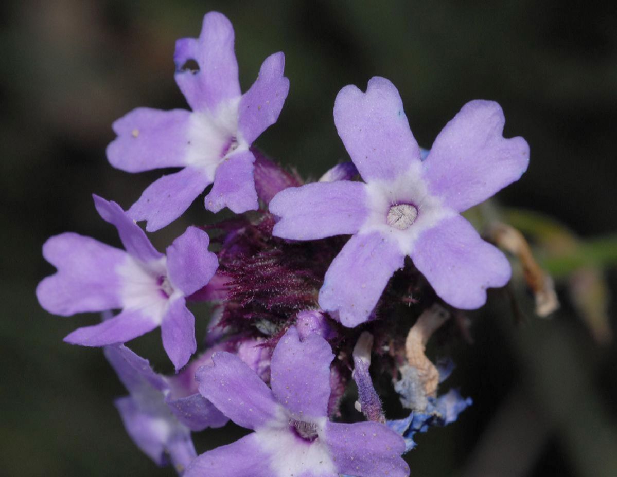Verbenaceae Verbena lilacina