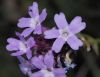 image of Verbena lilacina