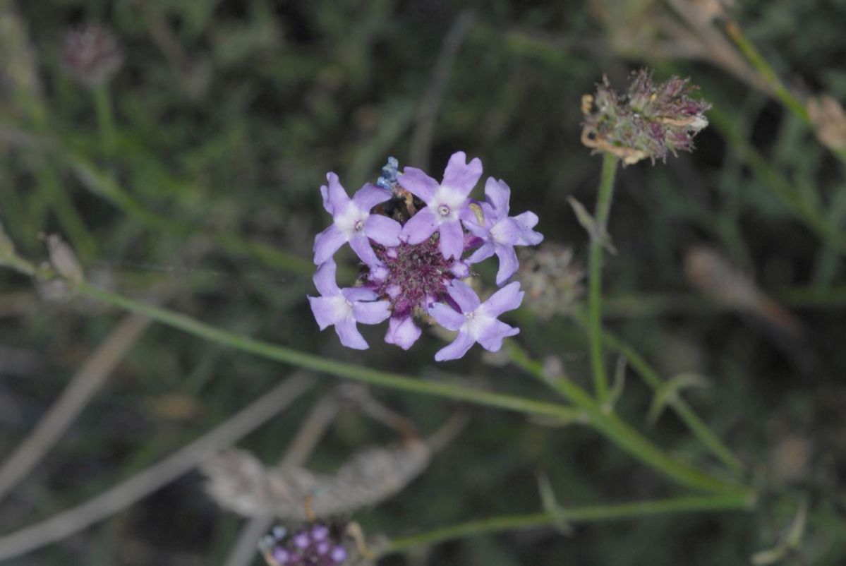 Verbenaceae Verbena lilacina