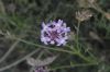image of Verbena lilacina