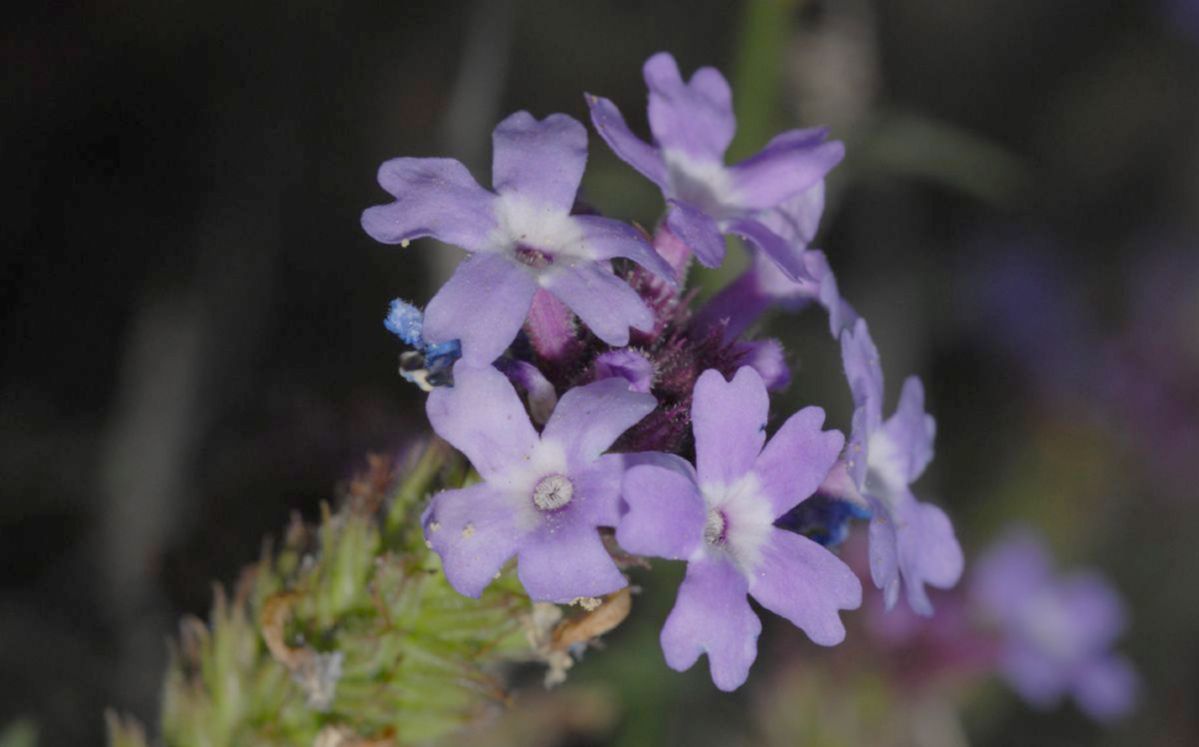 Verbenaceae Verbena lilacina