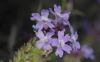 image of Verbena lilacina