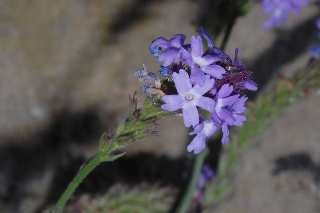 Verbenaceae Verbena lilacina
