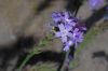 image of Verbena lilacina