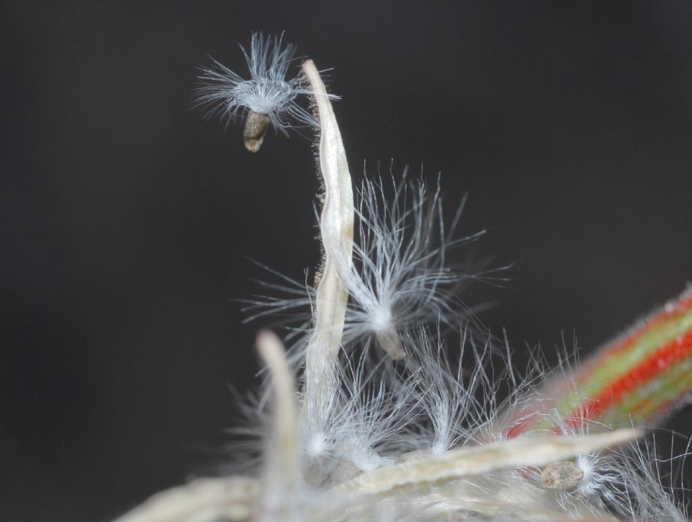 Onagraceae Epilobium californica
