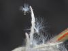 image of Epilobium californica