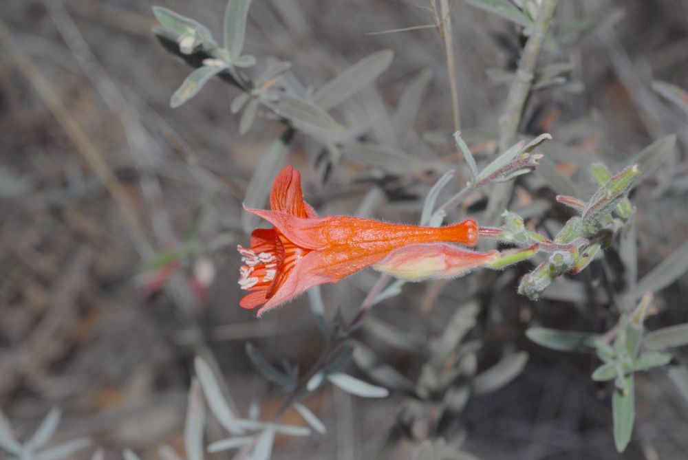 Onagraceae Epilobium californica