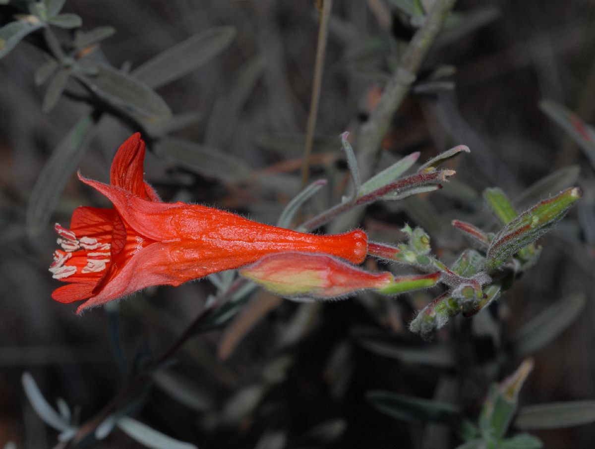 Onagraceae Epilobium californica