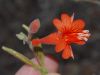 image of Epilobium californica