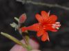 image of Epilobium californica